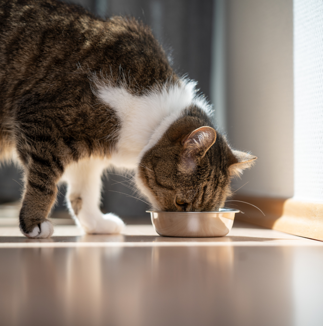 Pet Food Label Modernization (PFLM): What Changes on Your Label and When